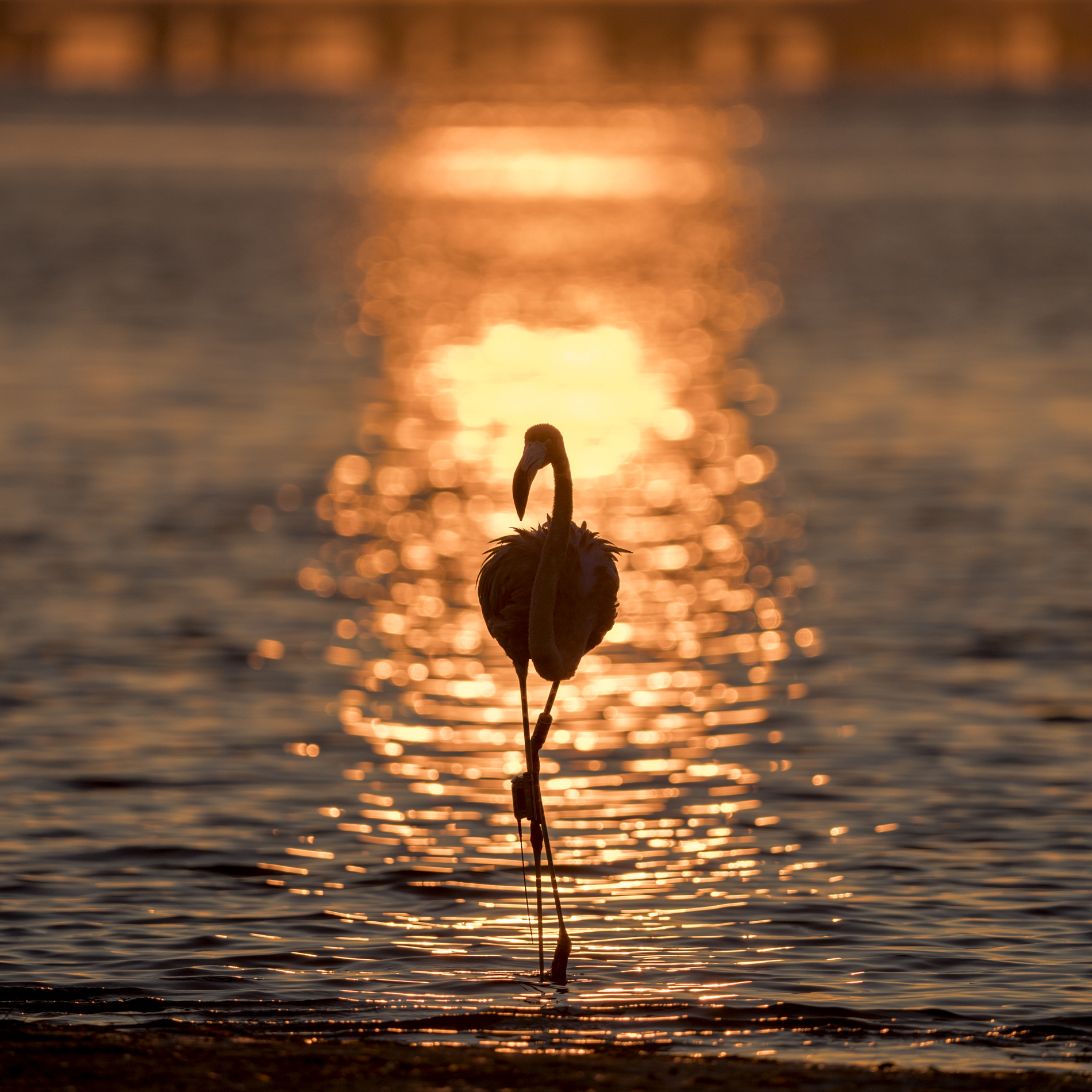 Oct 2023 3rd Place Joanne Clement Palm Harbor Camera Club